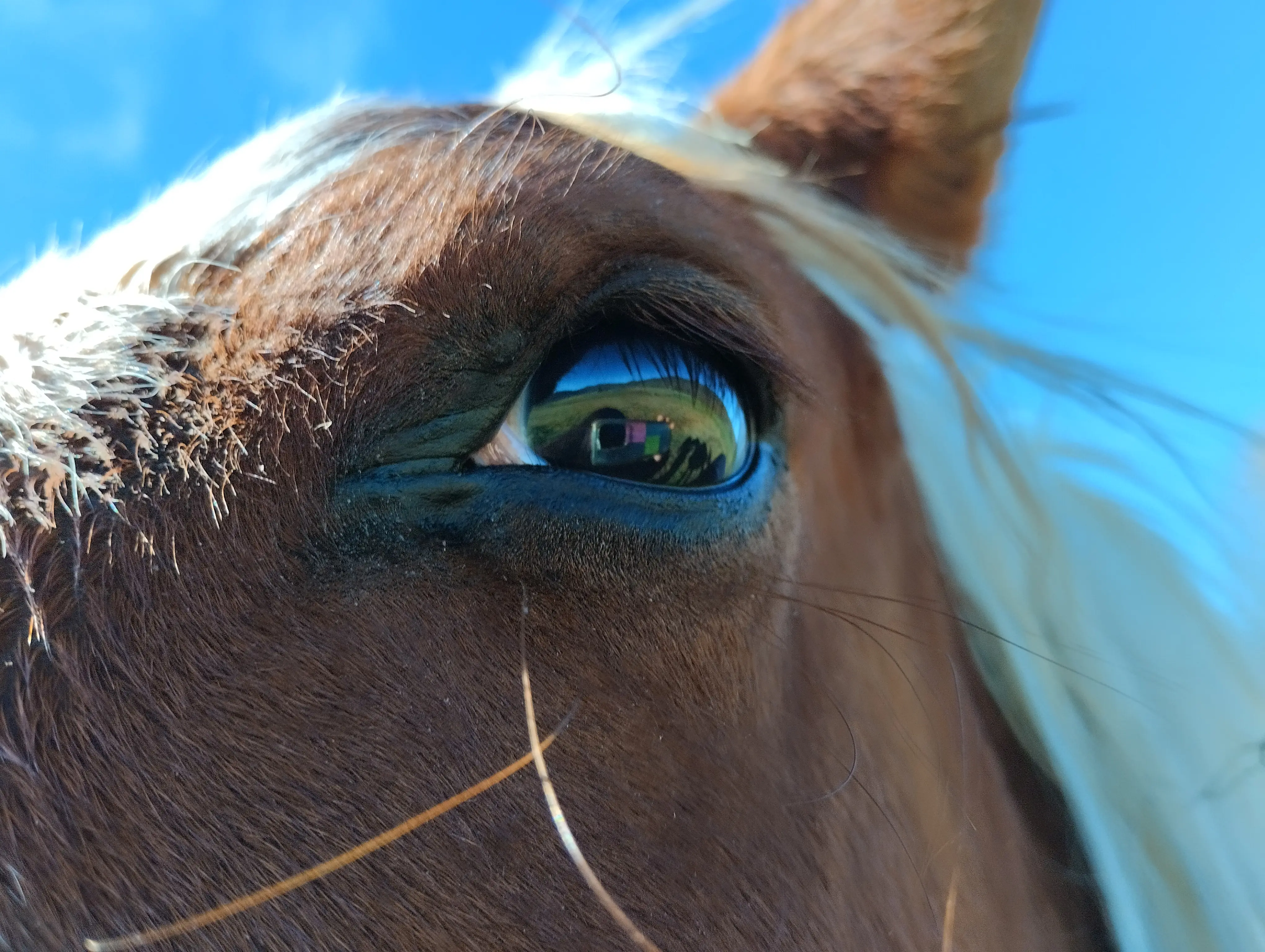 Terapias con Caballos