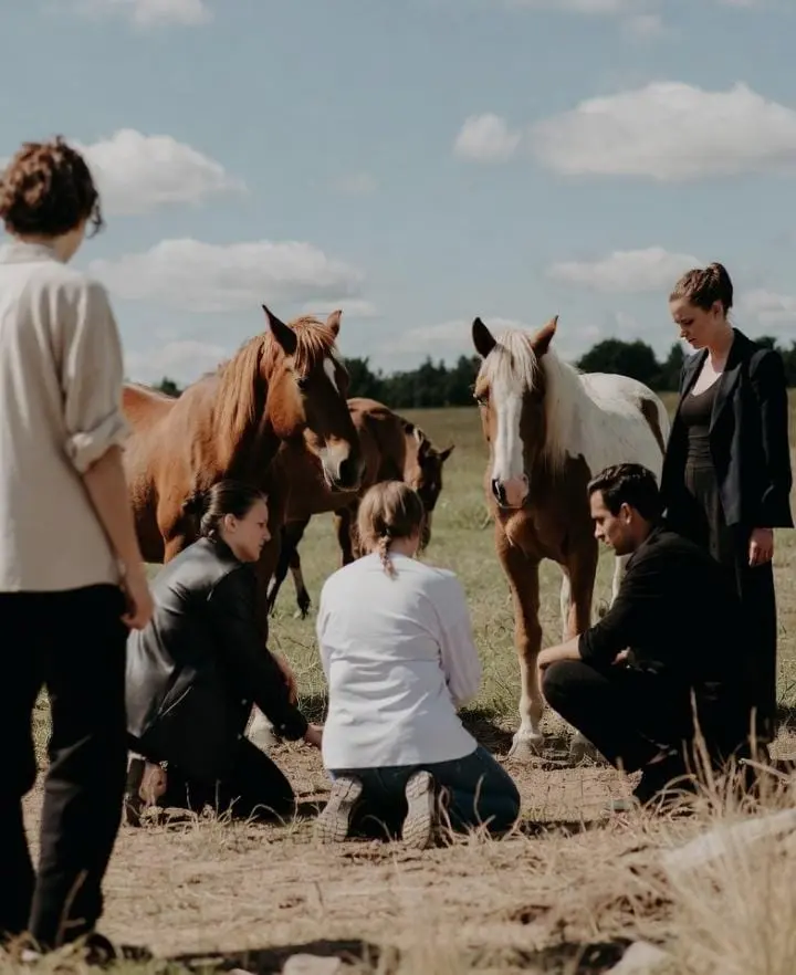 Cómo es una sesión de Constelaciones con Caballos