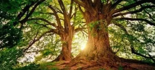 Charla Constelaciones Familiares Sangüesa